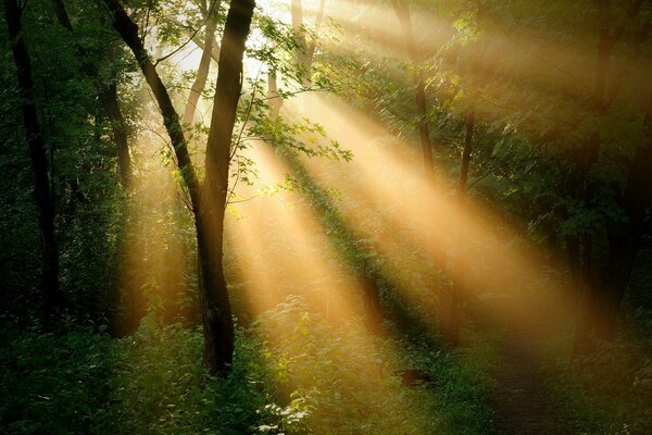 Durch das Laub der Bäume des Waldes geht Sonnenlicht