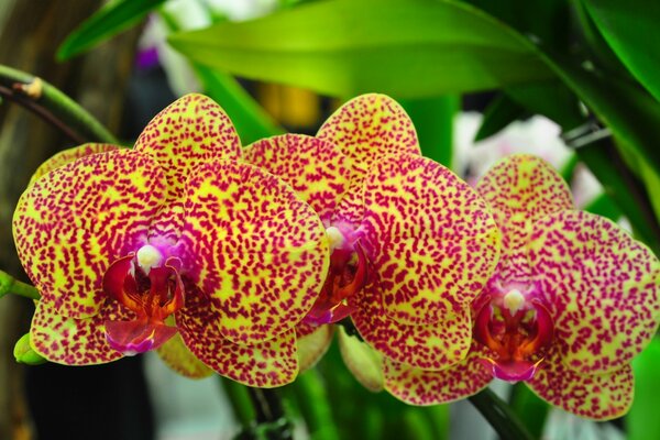 Изображение ветки пятнистой орхидеи