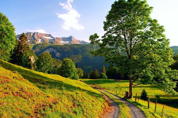 Grüner Baum und Gras. Im Hintergrund des Berges