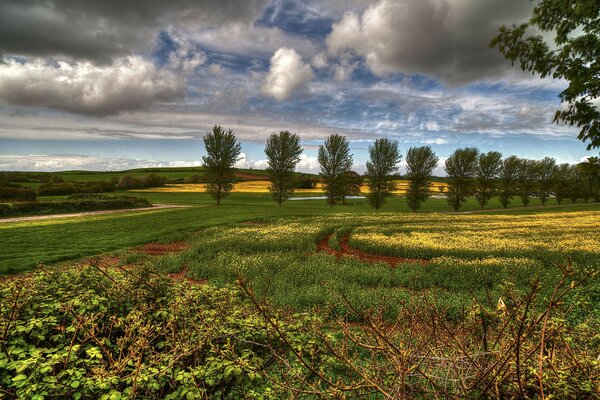 Naturfeld auf Himmelshorizont Bäume Hintergrund