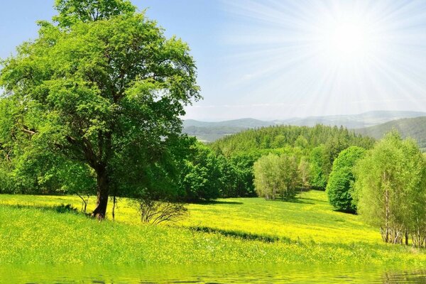 A tree in a meadow against the background of a wild forest