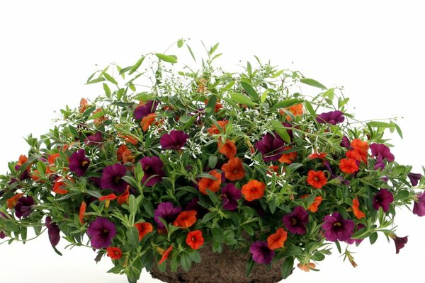 Pot with blooming petunias