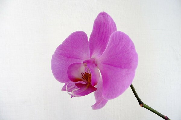 Orchidee mit Stiel auf weißem Hintergrund