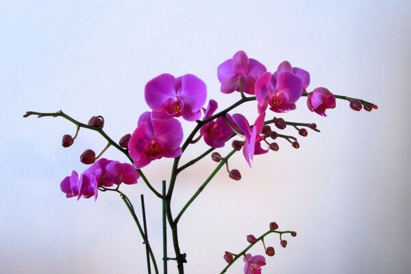 Orchidée phalaenopsis sur fond blanc