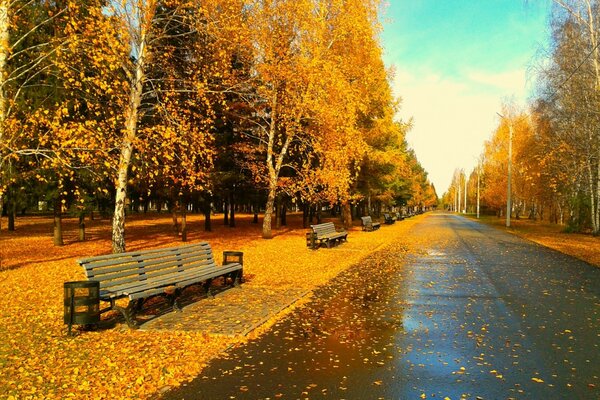 Bänke und Straße im schönen Herbstwald