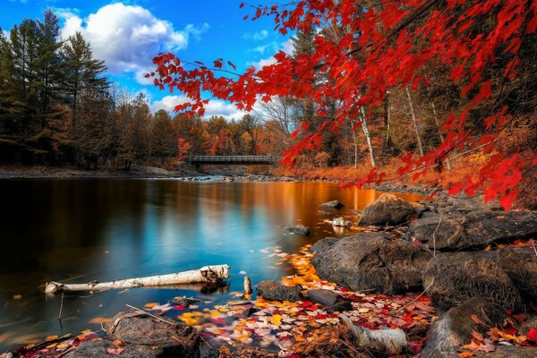 Autumn panorama of the red forest reflected in the water