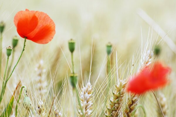 Sommerfeld mit Weizen und Mohn