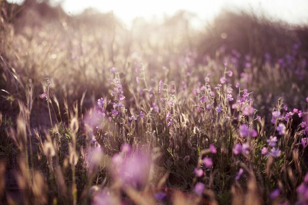 Delicadas flores púrpuras en la naturaleza