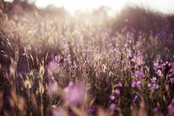 Fleurs violettes délicates dans la nature