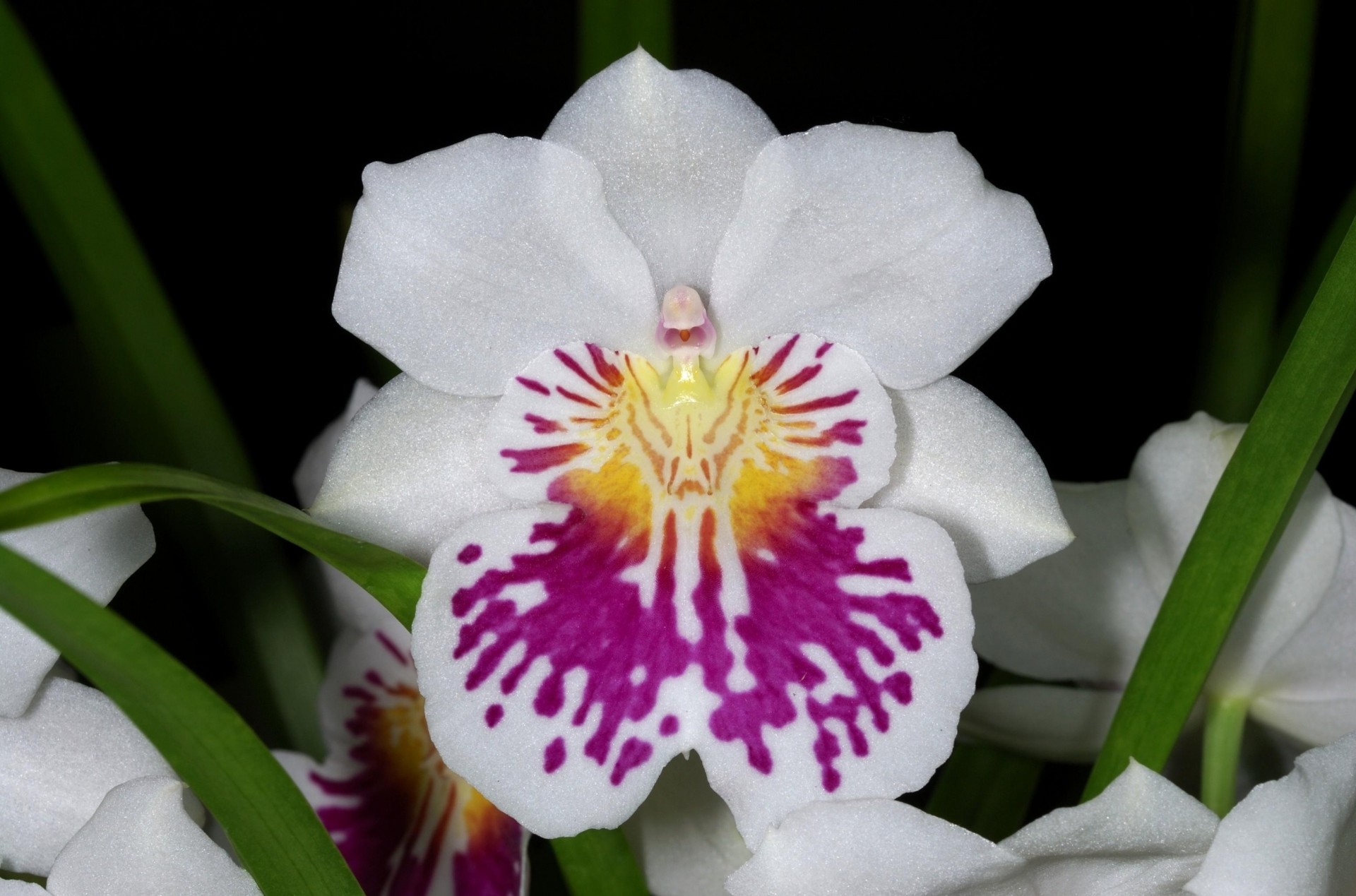 feuille fleur gros plan blanche-neige fond noir orchidée