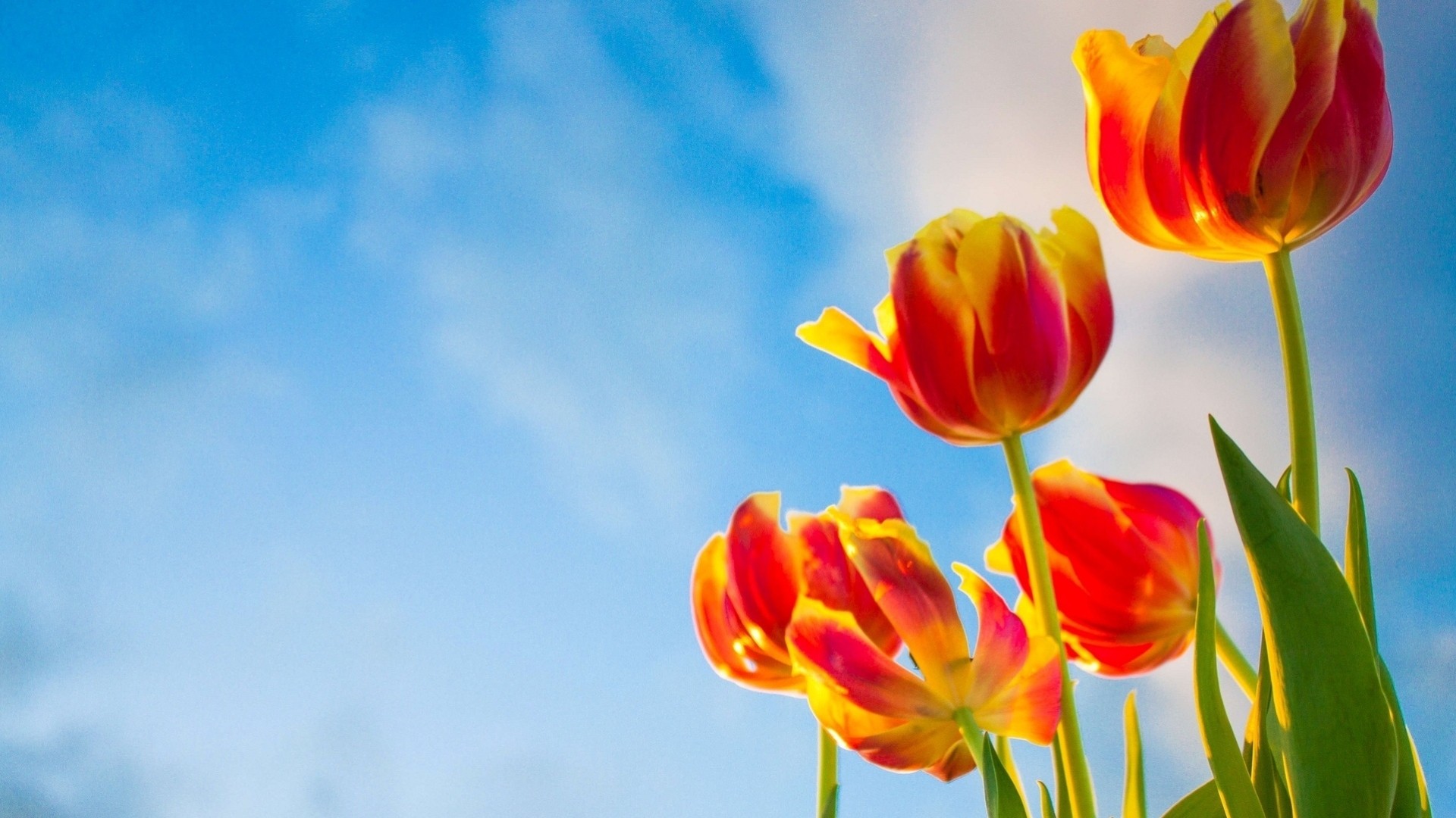 fiori a schermo intero widescreen sfondo carta da parati cielo tulipani