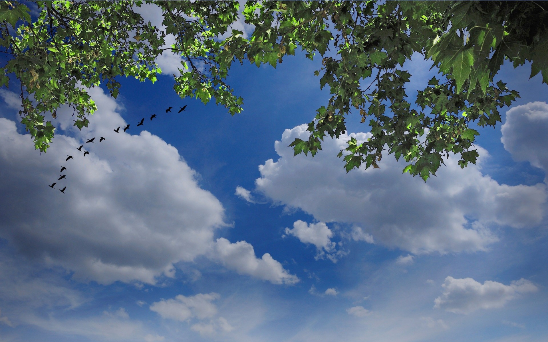 ciel nature nuages oiseaux