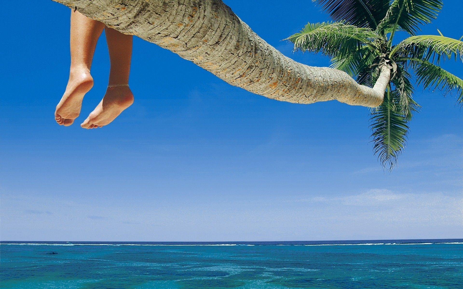 beach palm summer sun sky sea landscape horizon