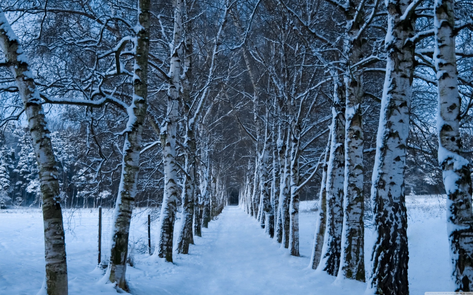 hiver allée palmiers bouleau