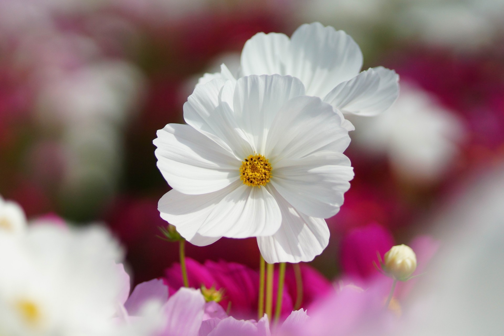 campo flores rosa macro blanco