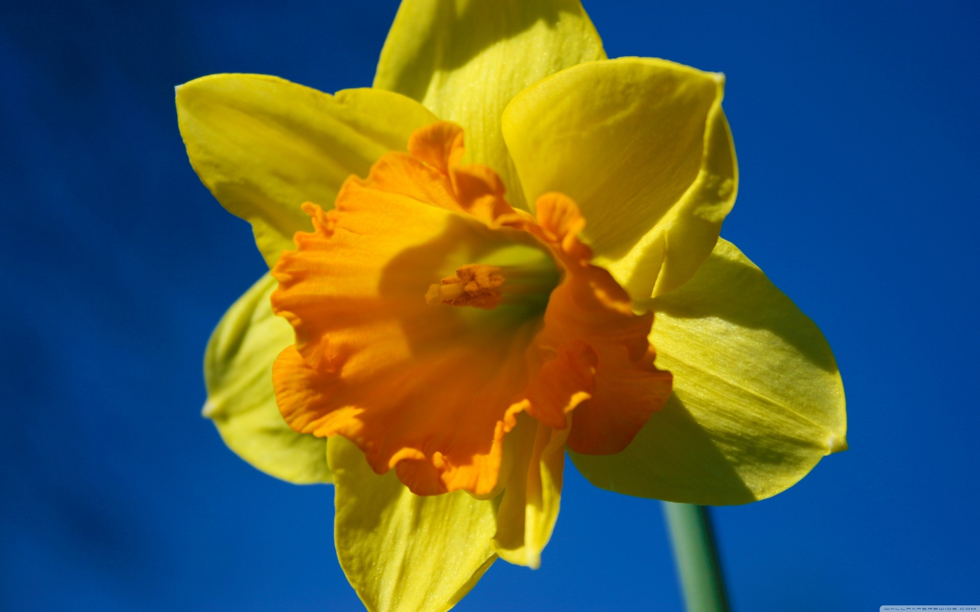 narciso fiori macro primavera blu macro fiore primavera giallo cielo blu