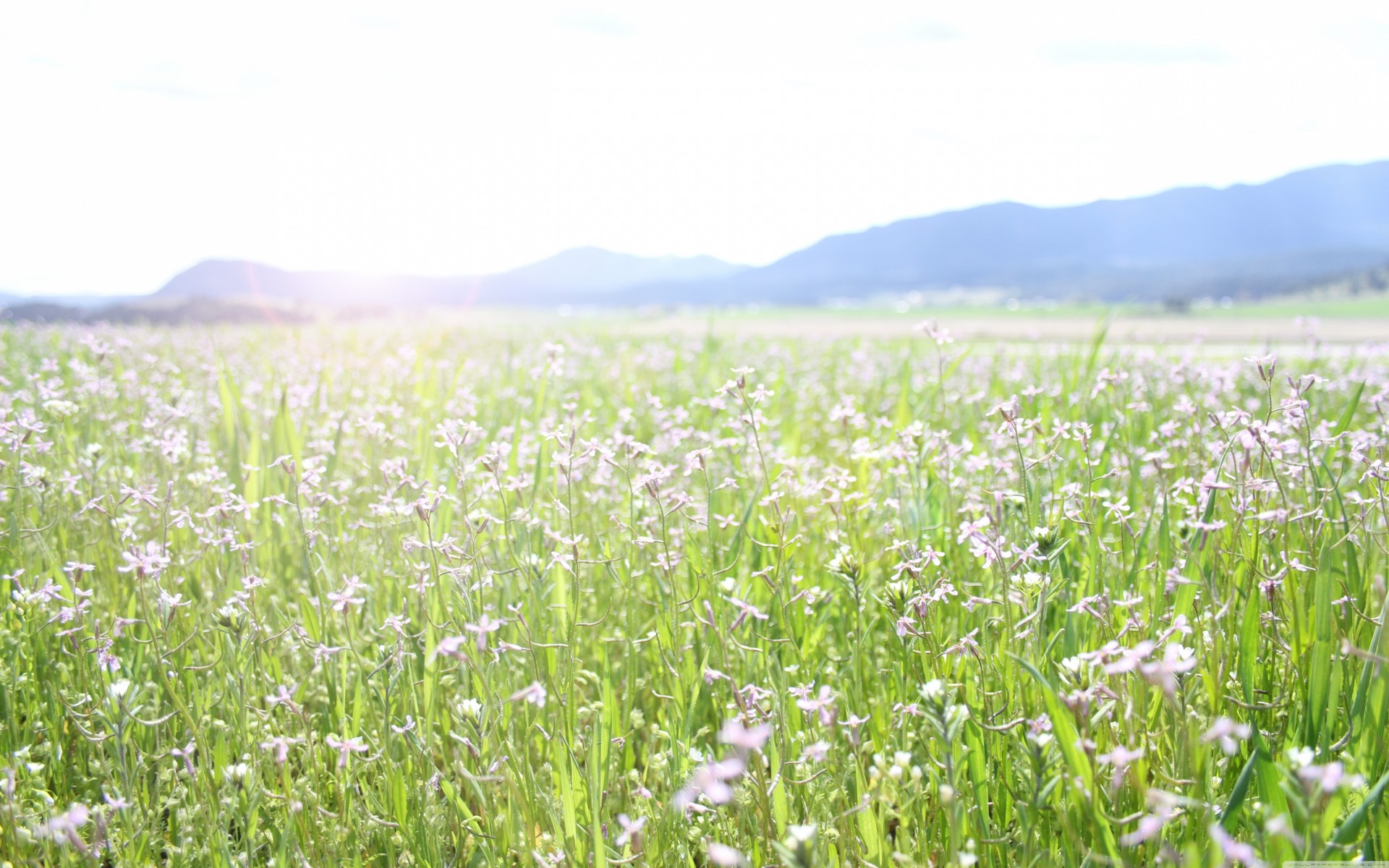 primavera natura paesaggio fiori campo