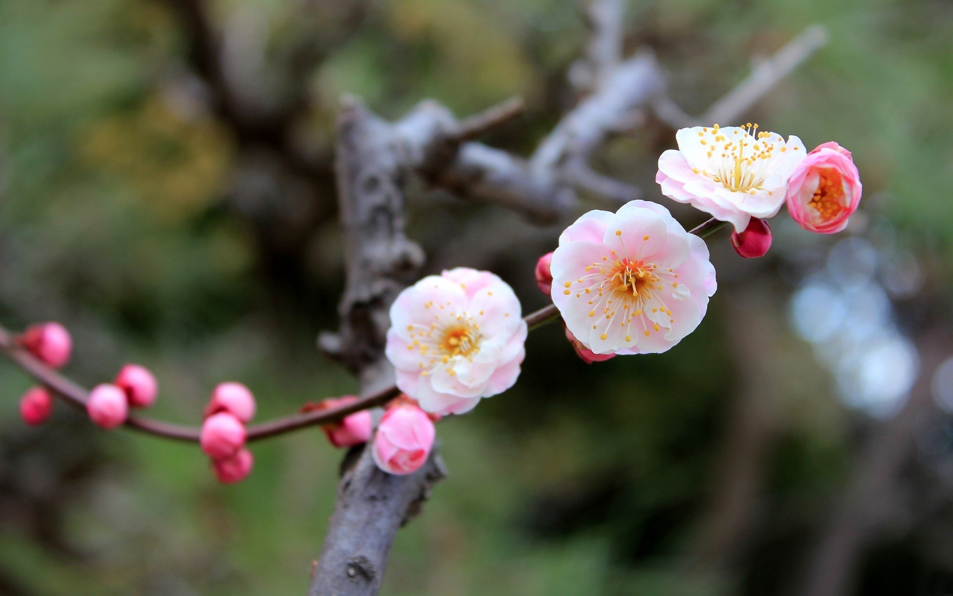 close up tree flower spring