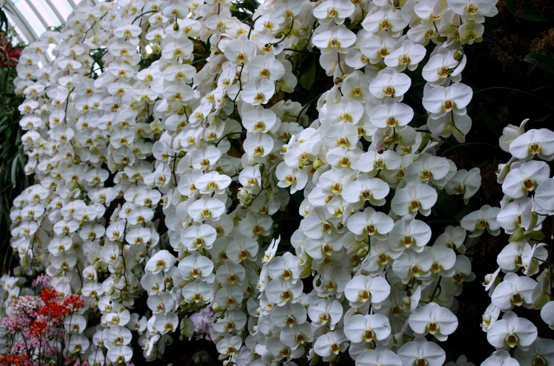 greenhouse wall flower orchid snow-white