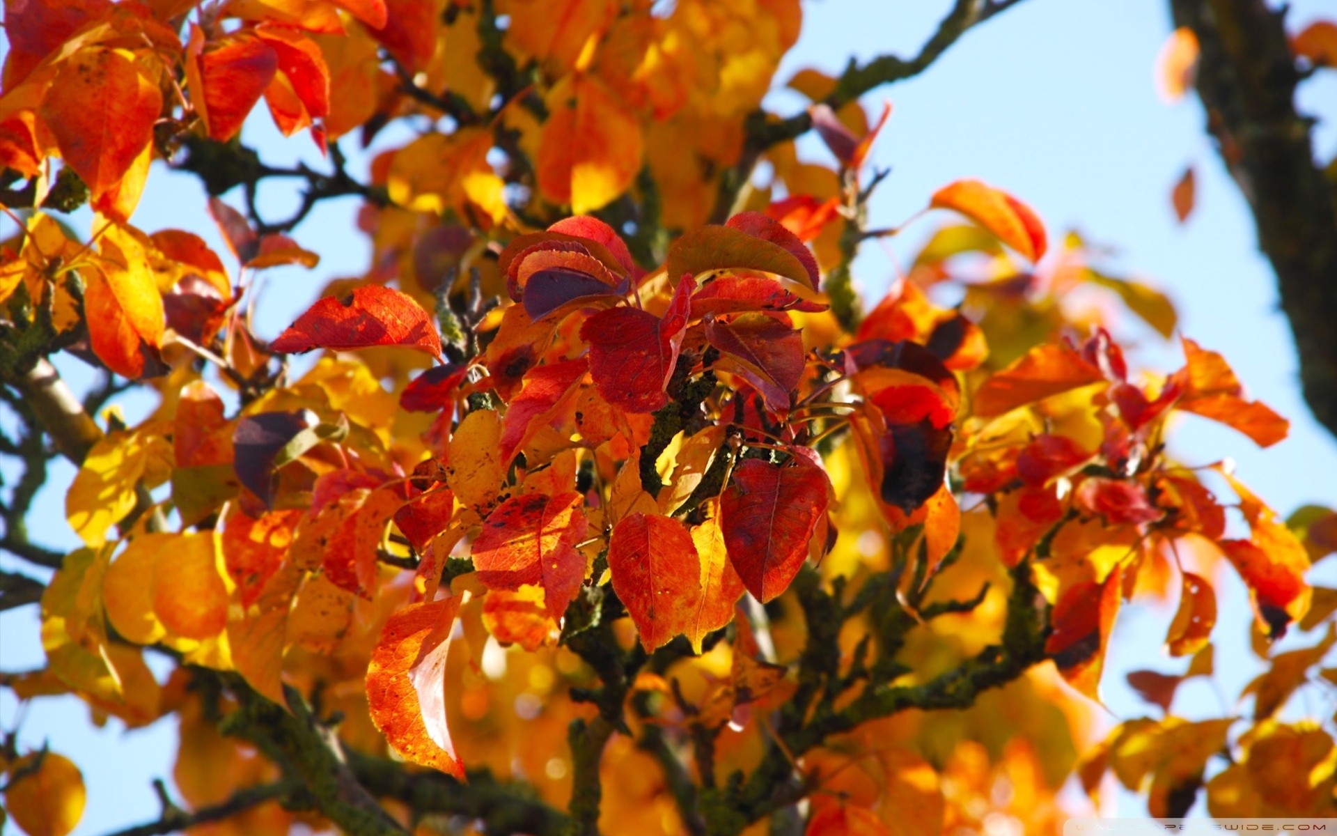 nature sheet tree autumn of the year autumn color