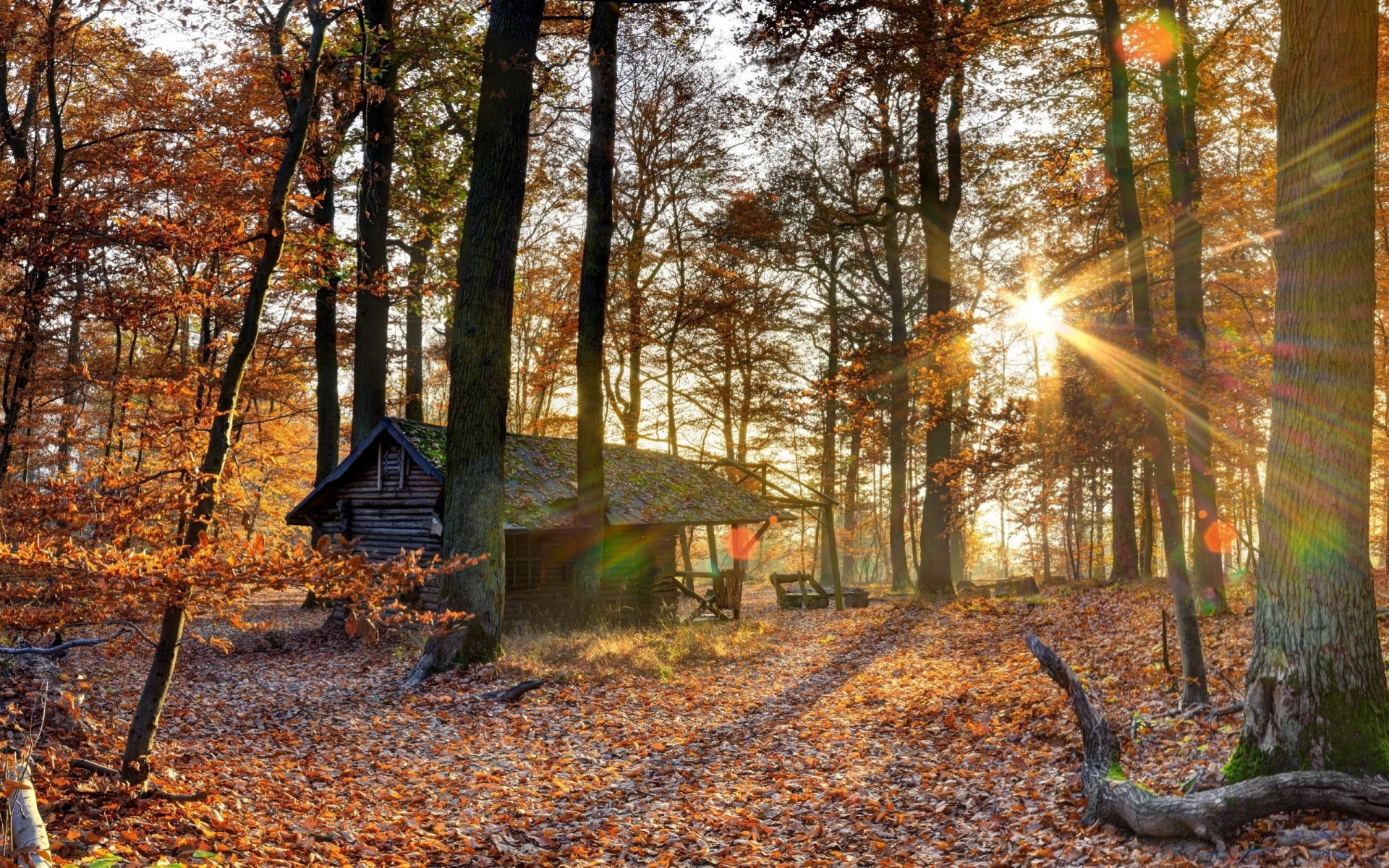 tree forest house leaf autumn light october