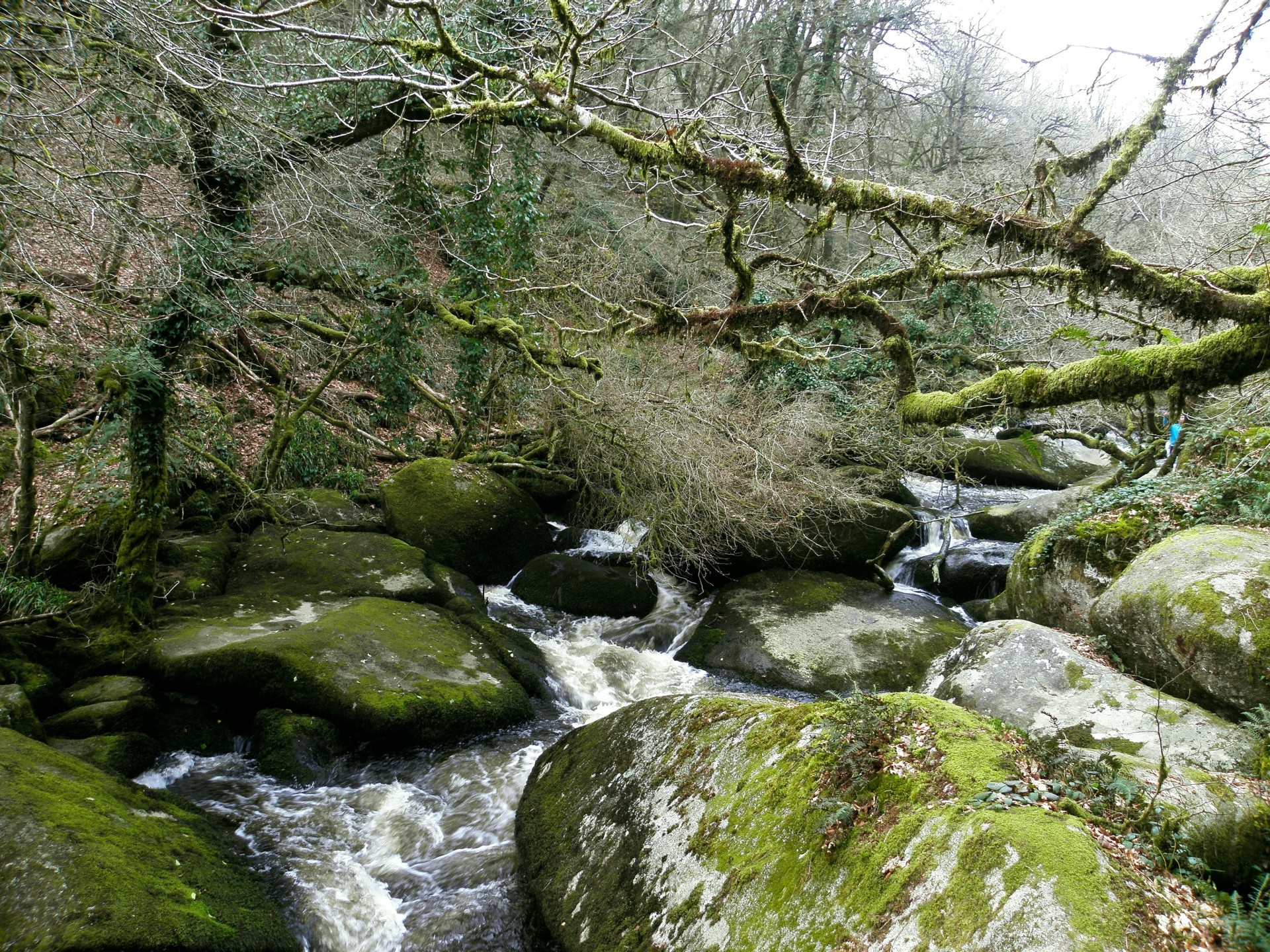 piedras naturaleza bosque río vo