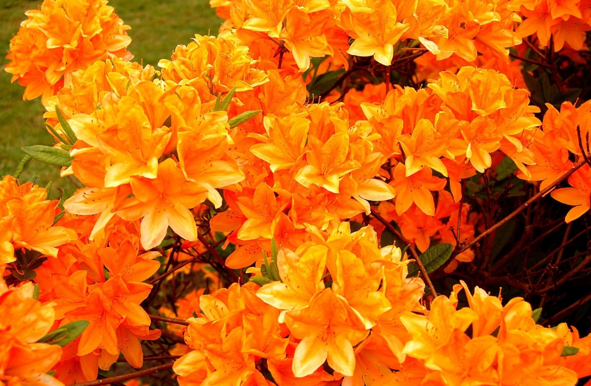 luminoso azalea arancione fioritura