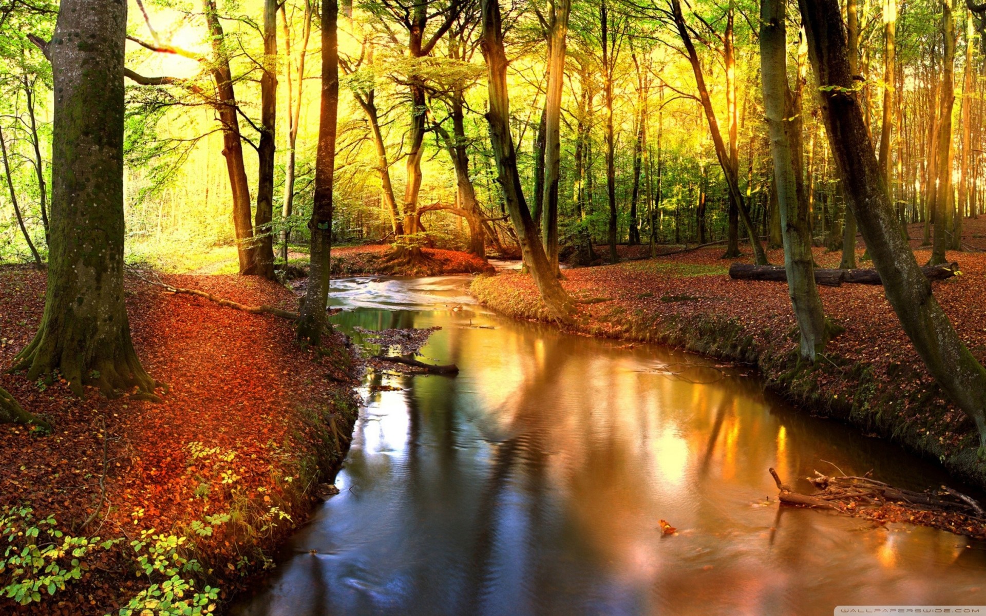 wald schrei landschaft herbst