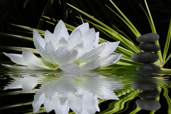 Отражение линий цветка в воде