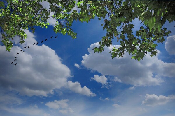 Birds against the sky and green branches