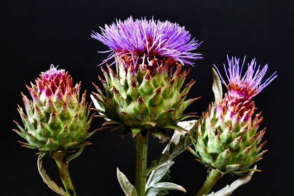 Haken mit violetten Blüten blühen