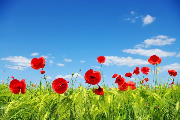 Verts et coquelicots rouges sur fond de ciel bleu