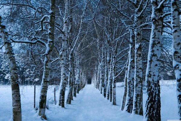 Birch alley in winter, road