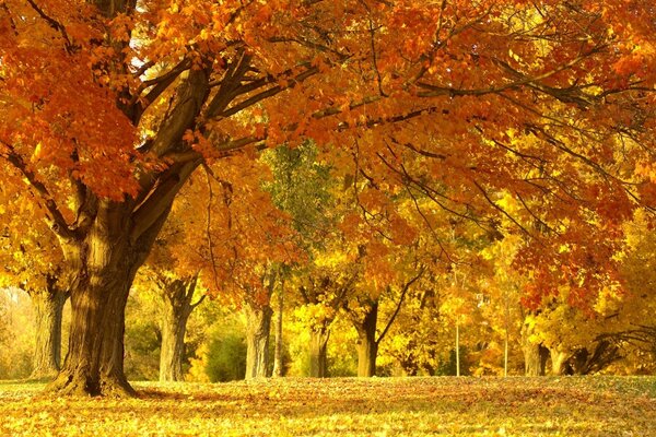 Herbstwald in gelben Farben