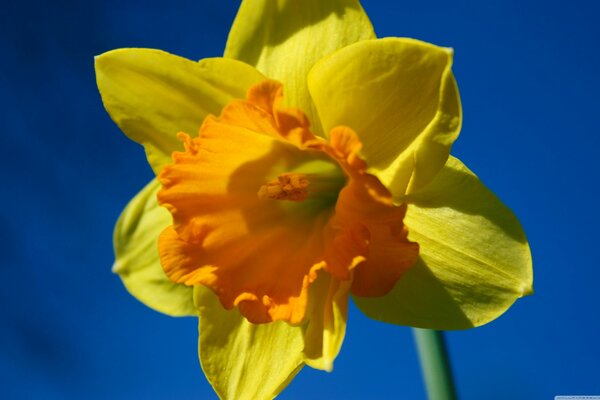 Narciso amarillo brillante contra el cielo azul