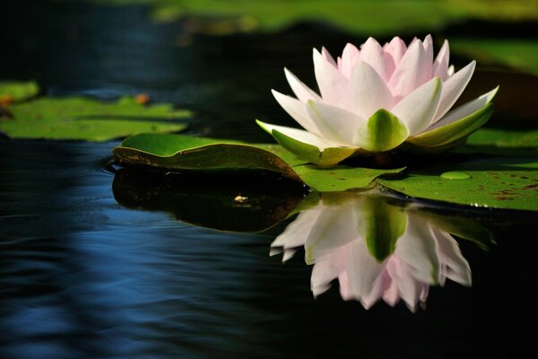 Reflet de la fleur de lys dans l eau