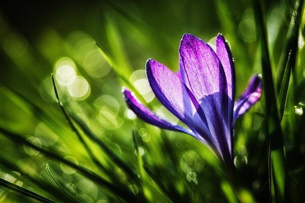 Helle Sommerfarben , Crocus Blume