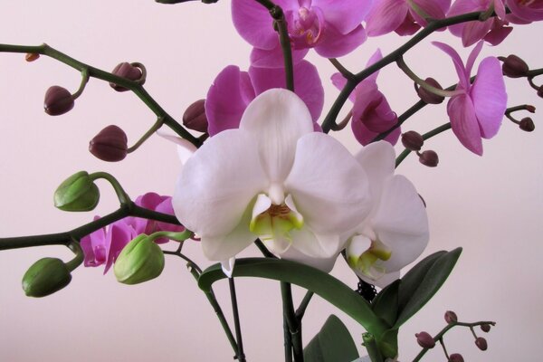 Branche de fleurs orchidée cent espèces différentes plantées