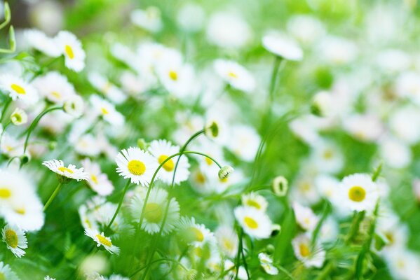 Weiße Gänseblümchen auf grünem Gras Hintergrund