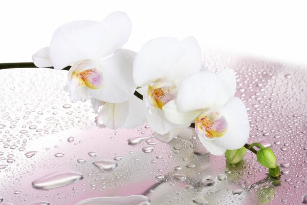 Flores de orquídeas en gotas de agua