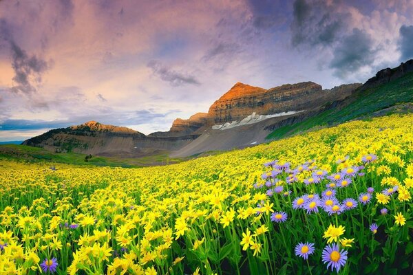 Campo de flores en el fondo de las montañas