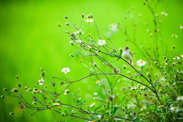 Oiseau d été sur fond de nature