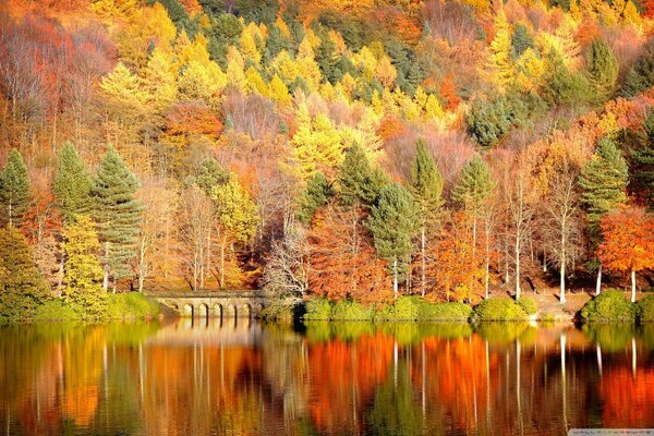 Bosque de otoño en la ladera de la montaña