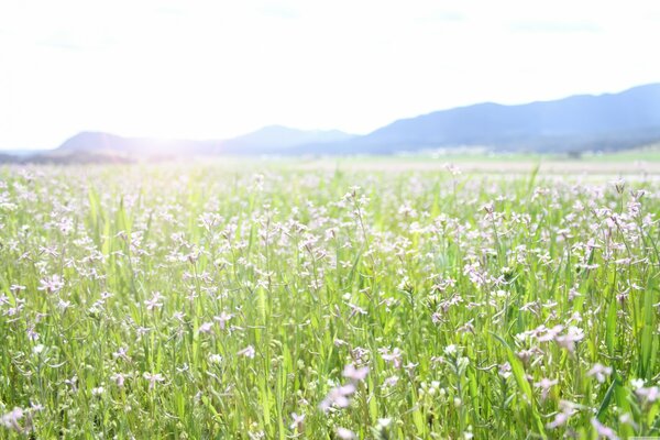 Croquis de fleurs de la nature dans la Prairie