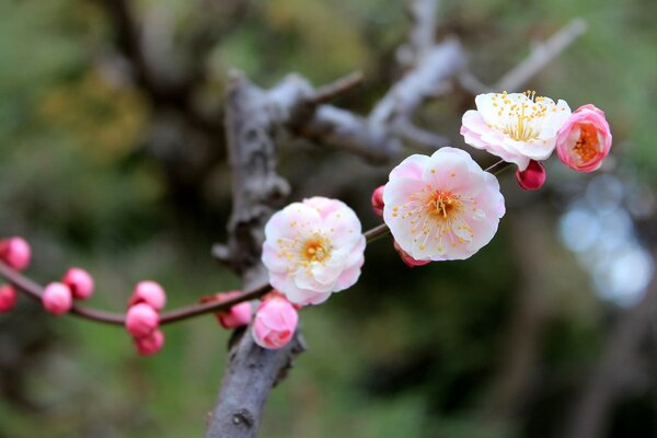 Au printemps, tous les bourgeons des plantes sont tricotés magnifiquement