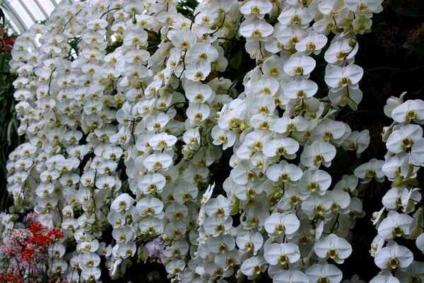 A miracle of nature snow-white orchid