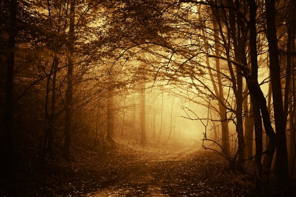 Nebbia nella foresta autunnale con alberi