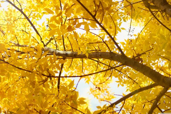 Herbstlaub auf einem großen Baum