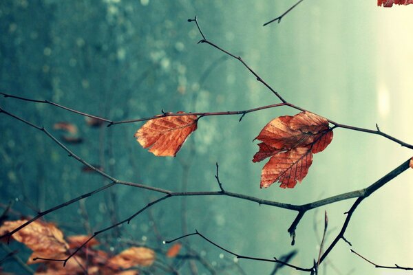 Macro disparo de una hoja de otoño en una rama