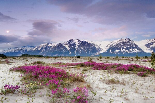 Blumen im Frühling auf dem Hintergrund der Berge